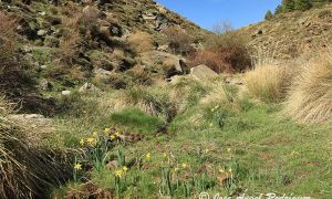 Narcisos de Sierra Nevada (Narcissus nevadensis) fotografiados en su hábitat natural de la Sierra de Baza (Granada).