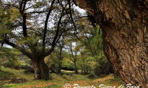 Foto de Los álamos centenarios de la Sierra de Baza comienzan a pintarse de colores.