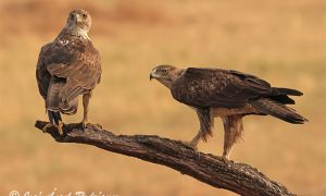 Pareja de águilas perdiceras, con la hembra, de mayor tamaño, a la izquierda.