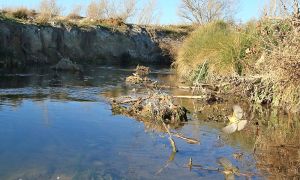 Foto de Acequia tradicional de riego en el entorno de la ciudad de Baza (Granada), que es visitada por un mosquitero común (Phylloscopus collybita) en busca de alimento.
