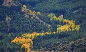 Foto de Paisaje otoñal de la Sierra de Baza