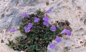 Foto de la Planta del té de la sierra creciendo en su entorno natural.