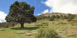 foto de un paisaje de la sierra de baza con pino milenario