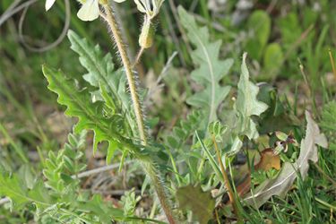 Foto de Planta de la oruga blanca en su hábitat natural de la Hoya de Baza (Granada).