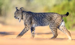 Foto de El lince ibérico es una especie elegante y emblemática de los montes ibéricos.