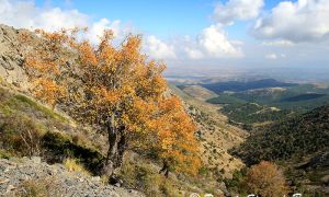 Foto de Acerales del Barranco Relumbre con la Hoya de Baza al fondo.
