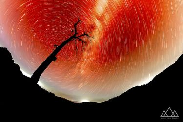 foto del pino salvaje