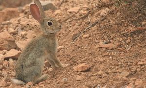Foto de Conejo de monte fotografiado en la Sierra de Baza.