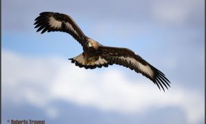 Foto de Águila real (Aquila chrysaetos)
