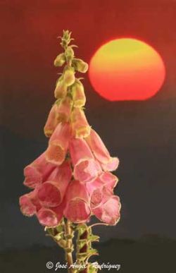 foto de fichas de flora