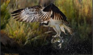 Foto de Águila pescadora (Pandion haliaetus subsp. haliaetus)
