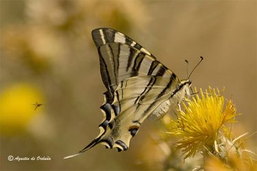 Foto de la mariposa Chupaleches (Iphiclides feisthamelii)
