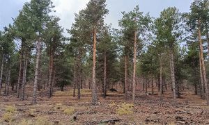 Foto de Actuación forestal en un pinar de Pinus sylvestris de reforestación de la Sierra de Baza.