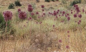 Foto de Ajo porro en uno de sus hábitats naturales, creciendo entre la vegetación herbácea.
