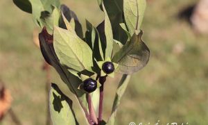 Detalle de los frutos de la Atropa baetica