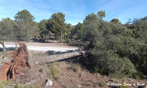 Foto de Uno de los grandes árboles caídos junto a la pista forestal que conduce desde el Cortijo de Santaolalla a Narváez.