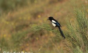 Foto de una Urraca cantando desde su posadero en una retama