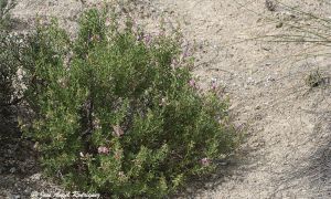 Foto de Ononis tridentata subsp. tridentata, un endemismo ibérico, en los terrenos yesíferos de la Hoya de Baza.