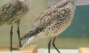 Foto del zarapito fino (Numenius tenuirostris)