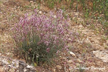 Foto de Alhelí de campo en su hábitat natural de la Sierra de Baza (Granada).