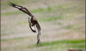 Foto de Águila real (Aquila chrysaetos)