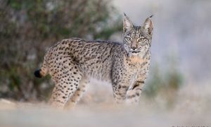 La población de lince ibérico (Lynx pardinus) alcanzó un nuevo registro máximo en 2025 desde que existen datos de seguimiento coordinado de esta espcie, llegando a los 2.663 individuos censados.