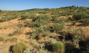 Las últimas lluvias, unido a las altas temperaturas que ya se están registrando, han activados todas las alertas en nuestros montes