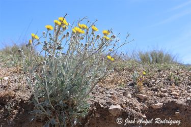 Foto de Ajonjera en la zona de la rambla de Los Carretones en el Parque Natural Sierra de Baza (Granada).