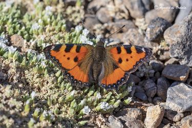 Foto de la Mariposa de la ortiga (Aglais urticae)