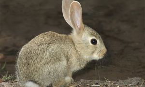 Foto de Conejo ibérico (Oryctolagus algirus)
