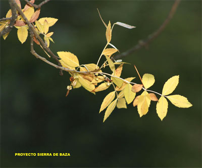 Fresno del sur (Fraxinus angustifolia)