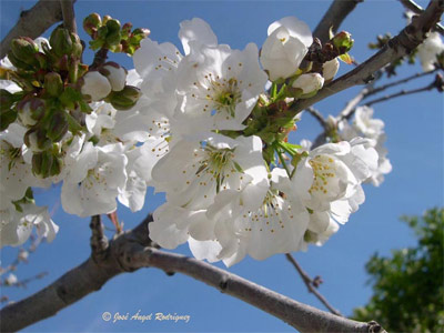 Cerezo silvestre (Prunus avium)