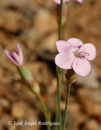 Clavel de monte (Dianthus sps.)