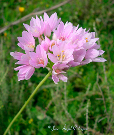 Ajo silvestre (Allium sps.)