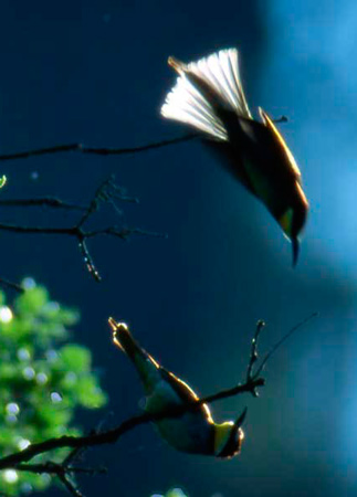 foto de martín pescador cazando en vuelo