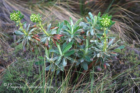 Tártago (Euphorbia lathyris)