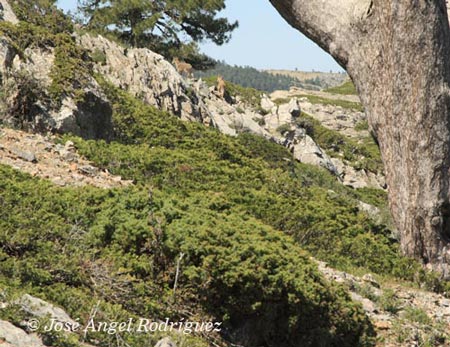 Sabina rastrera (Juniperus sabina)