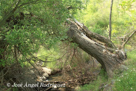 Mimbrera (Salix fragilis)