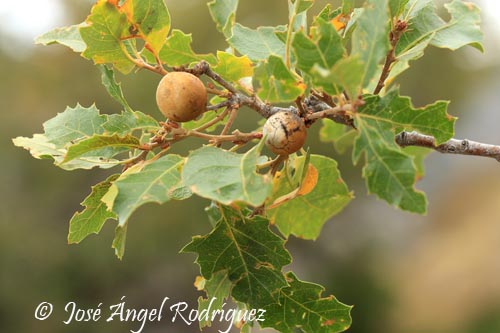 Quejigo andaluz (Quercus faginea)