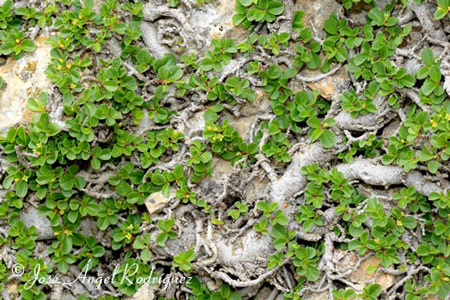 Chopera de roca (Rhamnus pumilus)