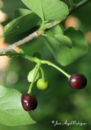 Cerezo de Santa Lucía (Prunus mahaleb)