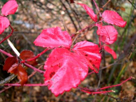 foto de plantas con hojas rojas