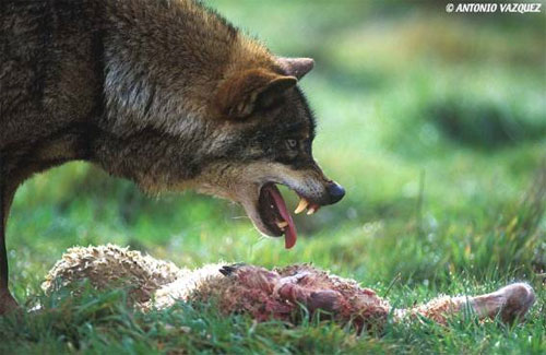 Imagen de un lobo defendiendo su presa