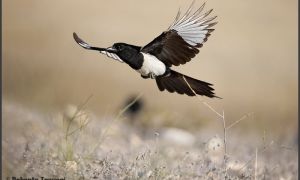 Foto de Urraca (Pica pica subsp. melanotos)