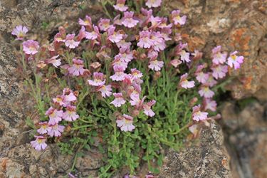 foto de La espuelilla de hojas carnosas (Chaenorrhinum origanifolium)
