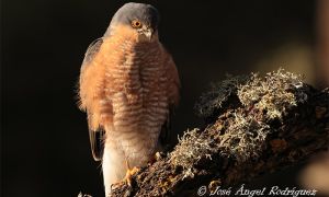 Foto de Gavilán común (Accipiter nisus), con una presencia casi diaria en la zona del hide para la caza de pajarillos, está siendo uno de los grandes atractivos de este punto de observación de fauna en la Sierra de Baza.