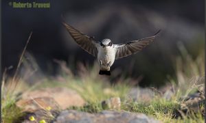 Foto de Collalba gris (Oenanthe oenanthe subsp. libanotica)