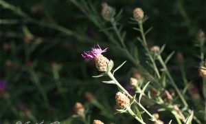 Foto de la Planta del cártamo silvestre en floración al final del verano.