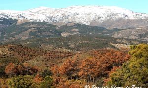 Foto de Masiva mortandad de pinos resineros en la Sierra de Baza en el año 2016 como consecuencia de un proceso de decaimiento forestal.