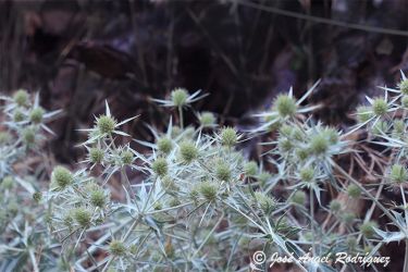 Foto del Cardo corredor o Cardo cuco con sus inflorescencias en maduración.